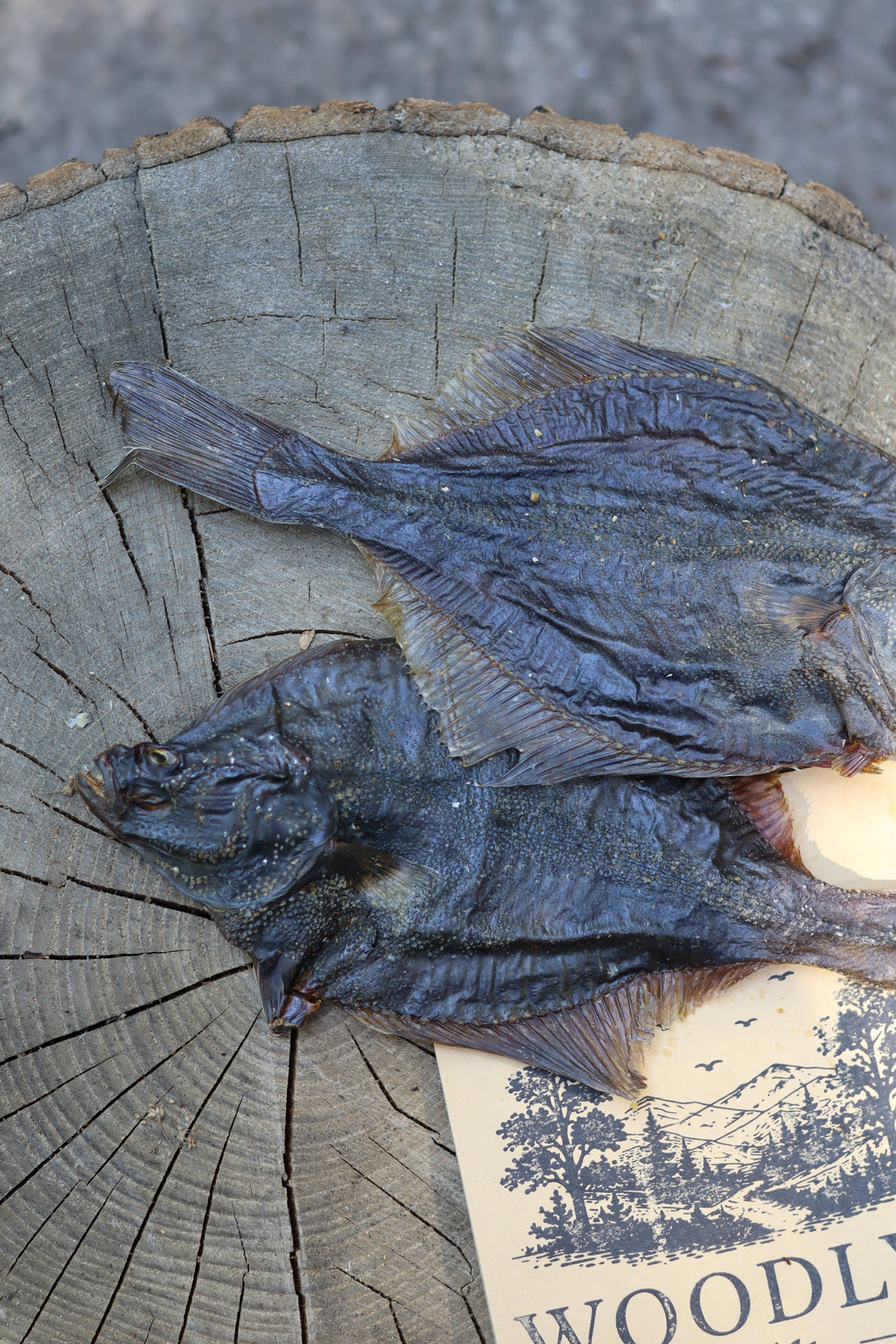 Flounder Fish