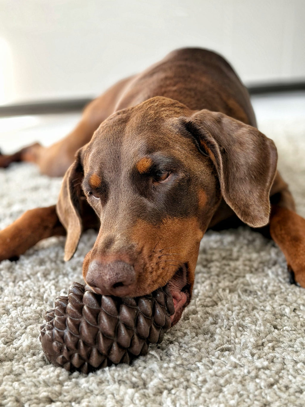 Pine Cone Enrichment
