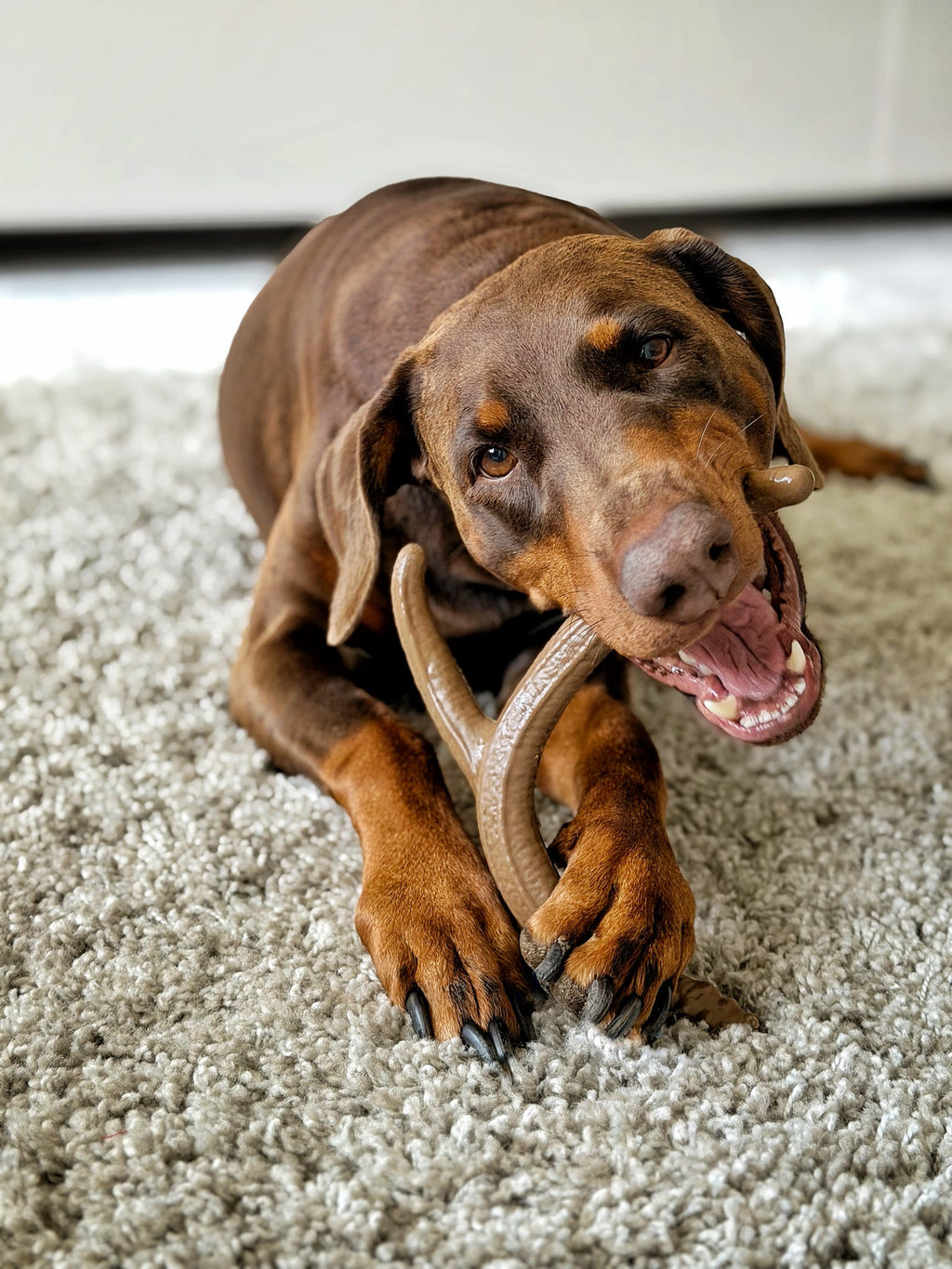 Antler